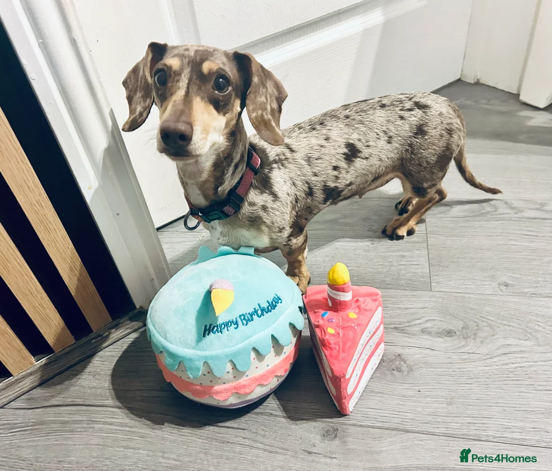 Miniature Dachshund dogs for sale: KC registered litter of mini dachshund puppies  - Advert 4