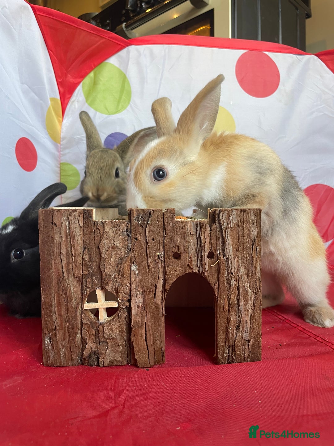 French Lop rabbits for sale: French lop mixed baby rabbits ready to go - Image 7