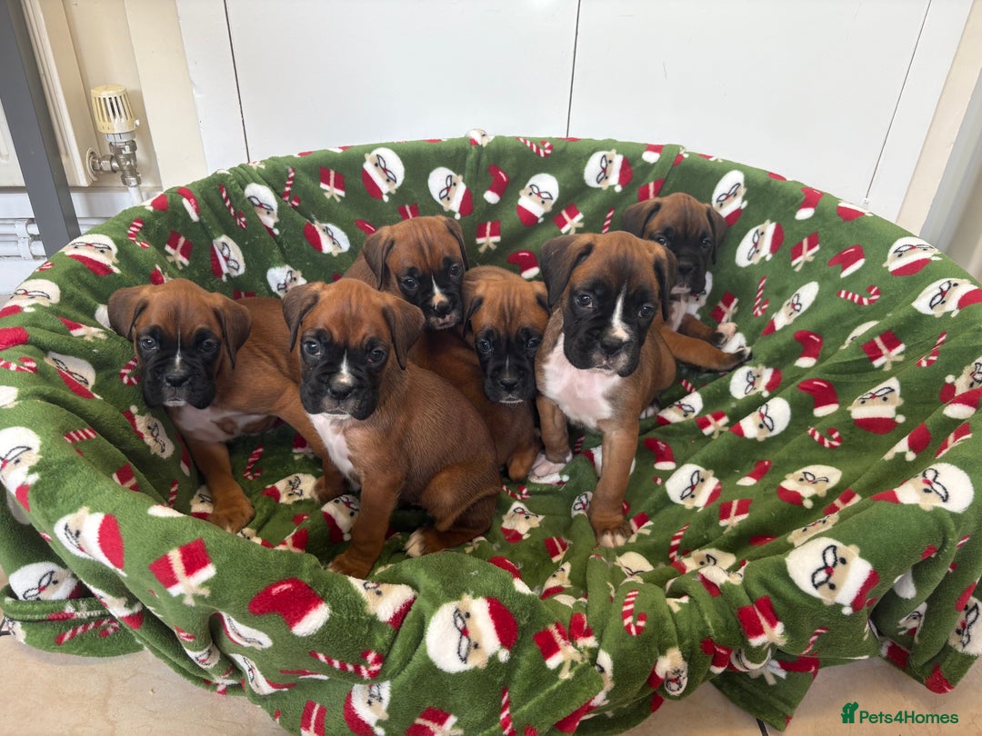 Boxer dogs for sale: Boxer puppy’s  - Advert 3