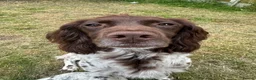 Sprocker dogs for sale: 3 Spaniel female puppies  in Mansfield - Advert 2
