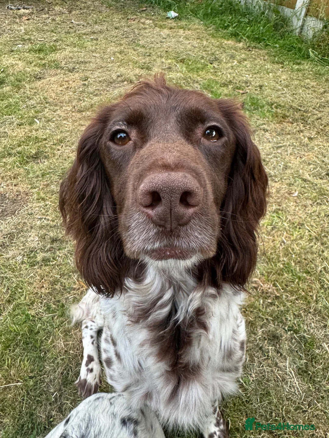 Sprocker dogs for sale: 3 Spaniel female puppies  in Mansfield - Advert 2