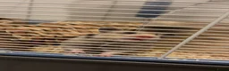 Hamster rodents for sale: White and grey Syrian hamster  in Gravesend - Advert 2