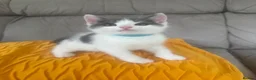 Mixed Breed cats for sale: Cutest kittens are looking for a new home - Advert 7
