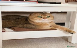 Scottish Fold cats for sale: Scottish fold for adoption. - Image 6