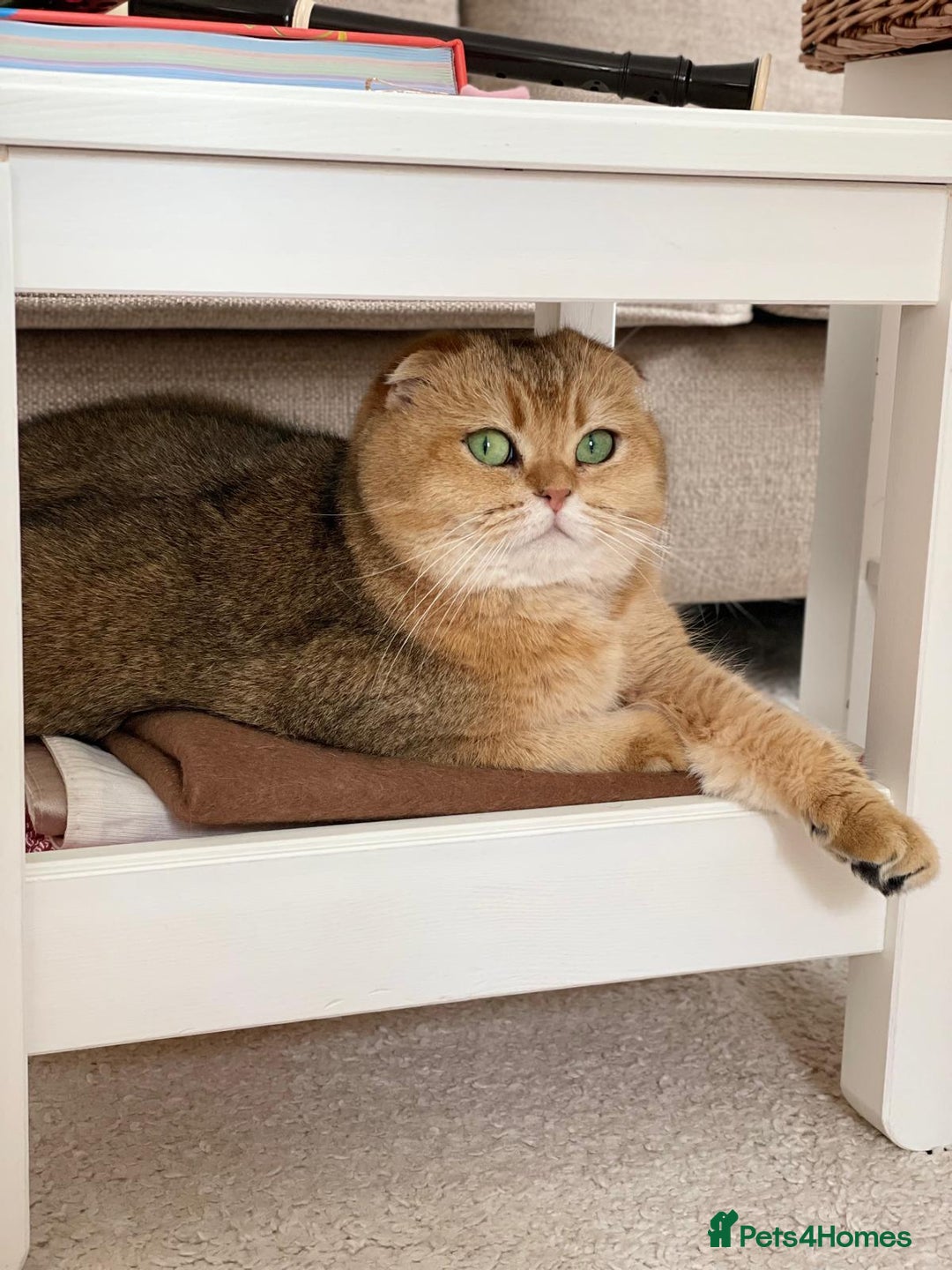 Scottish Fold cats for sale: Scottish fold for adoption. - Image 6