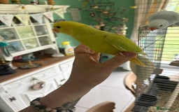 Ringnecks birds for sale: Hand reared Ringnecks  - Image 3
