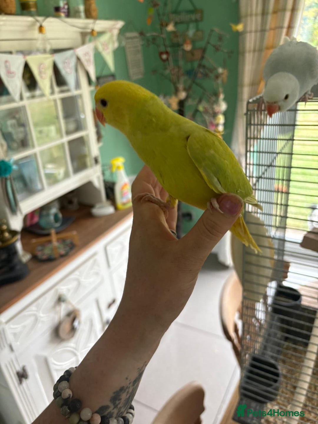Ringnecks birds for sale: Hand reared Ringnecks  - Image 3