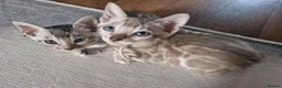 Bengal cats for sale: Only 1 Remaining! TICA Health Tested Kittens - Advert 4