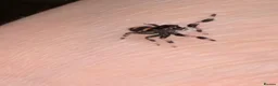 Spiders invertebrates for sale: Phidippus Regius Florida Everglades - Advert 12