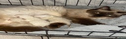 Ragdoll cats for sale: pure ragdoll - Advert 3