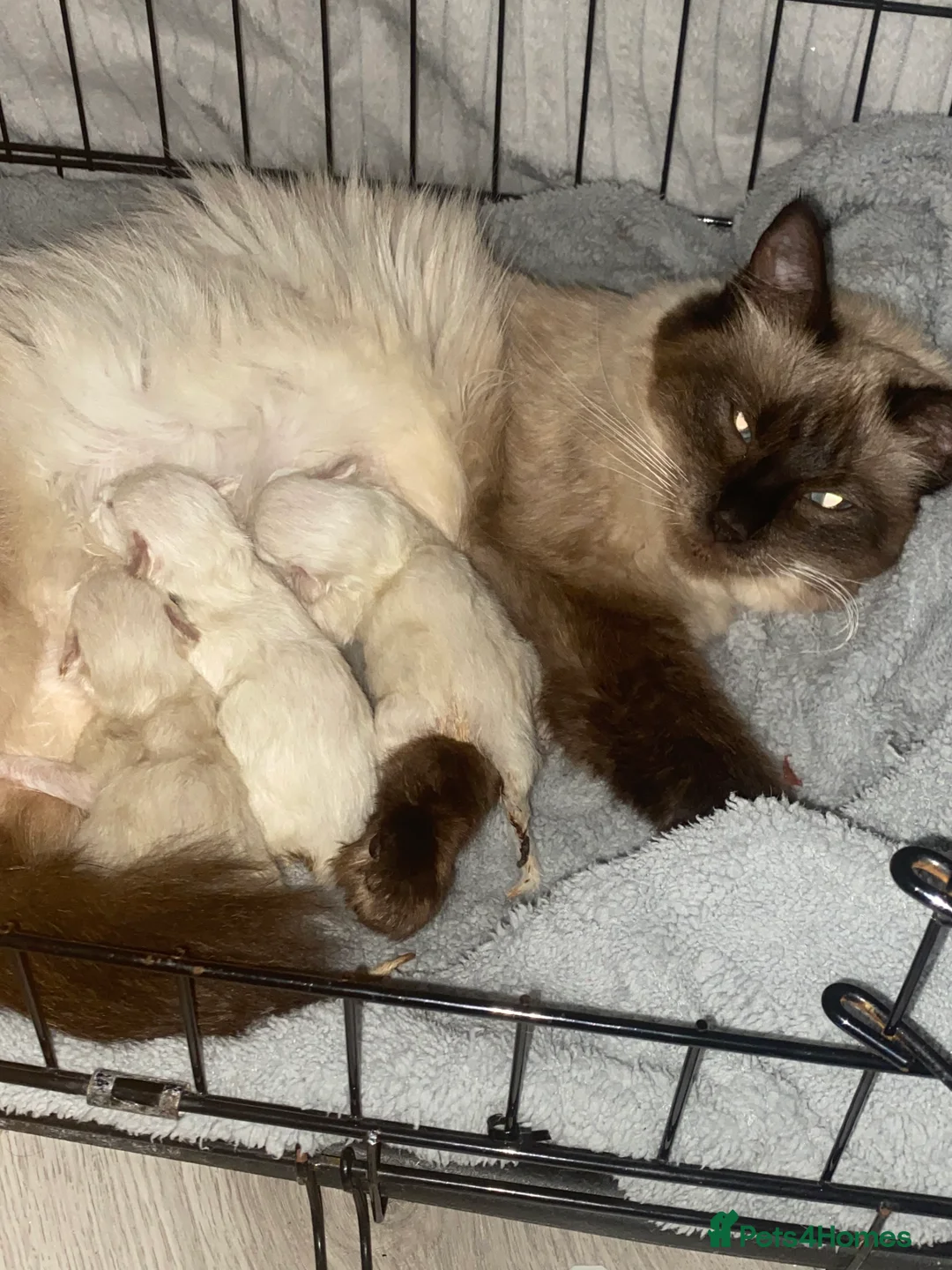 Ragdoll cats for sale: pure ragdoll - Advert 3