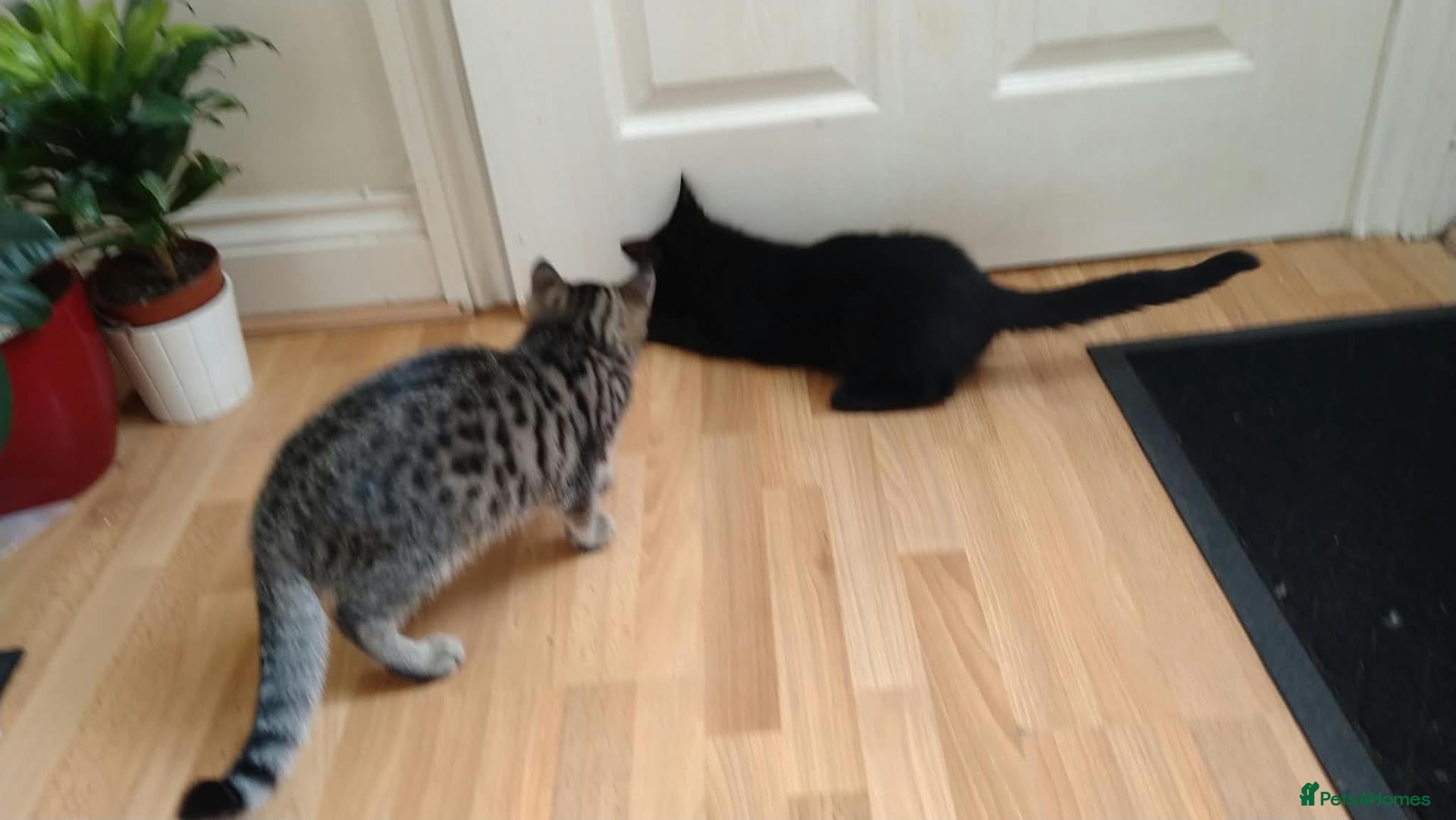Mixed Breed cats Two adorable kittens looking for loving homes - Advert 2