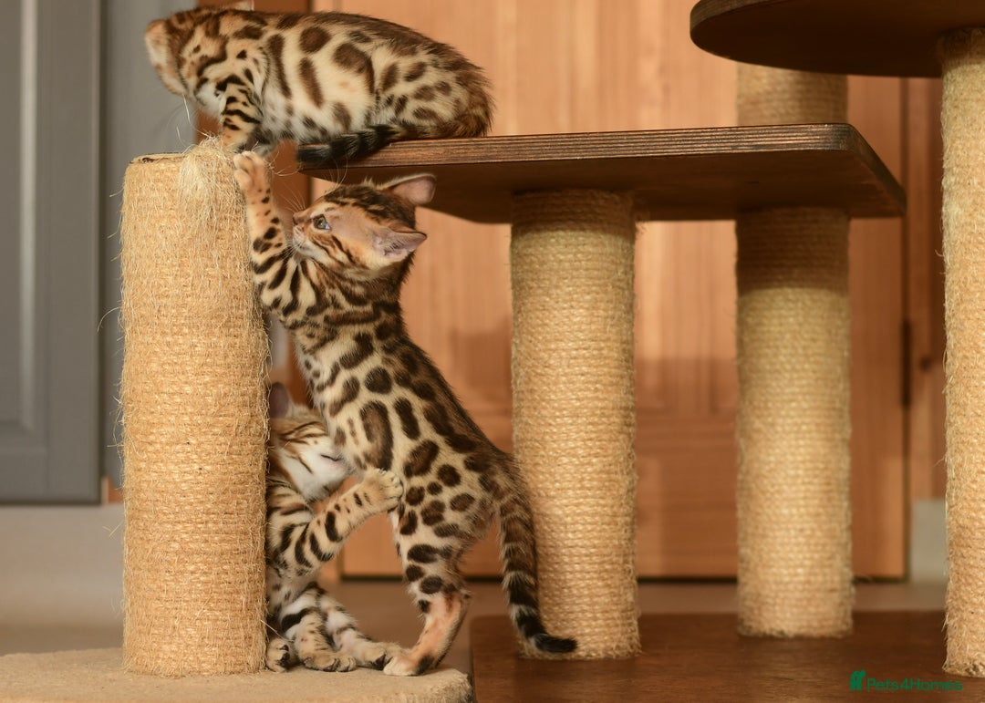 Bengal cats for sale: Show quality Bengal kittens available  - Image 25