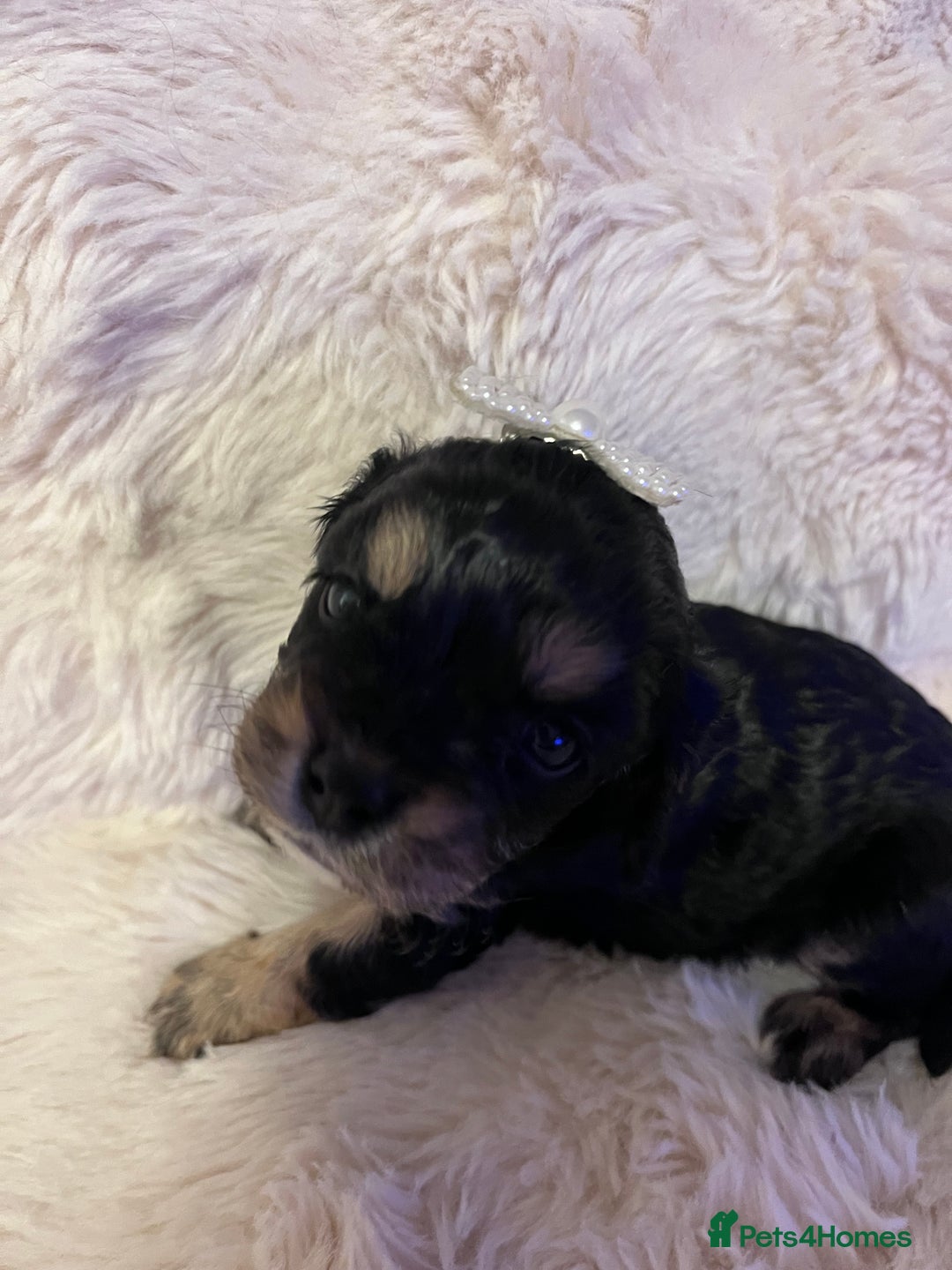 Cavapoo dogs for sale: STUNNING F1b REVERSE Cavapoos - Advert 6