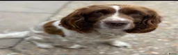 Sprocker dogs for sale: Sprocker spaniel puppies 1 girls left READY TO GO  - Advert 8