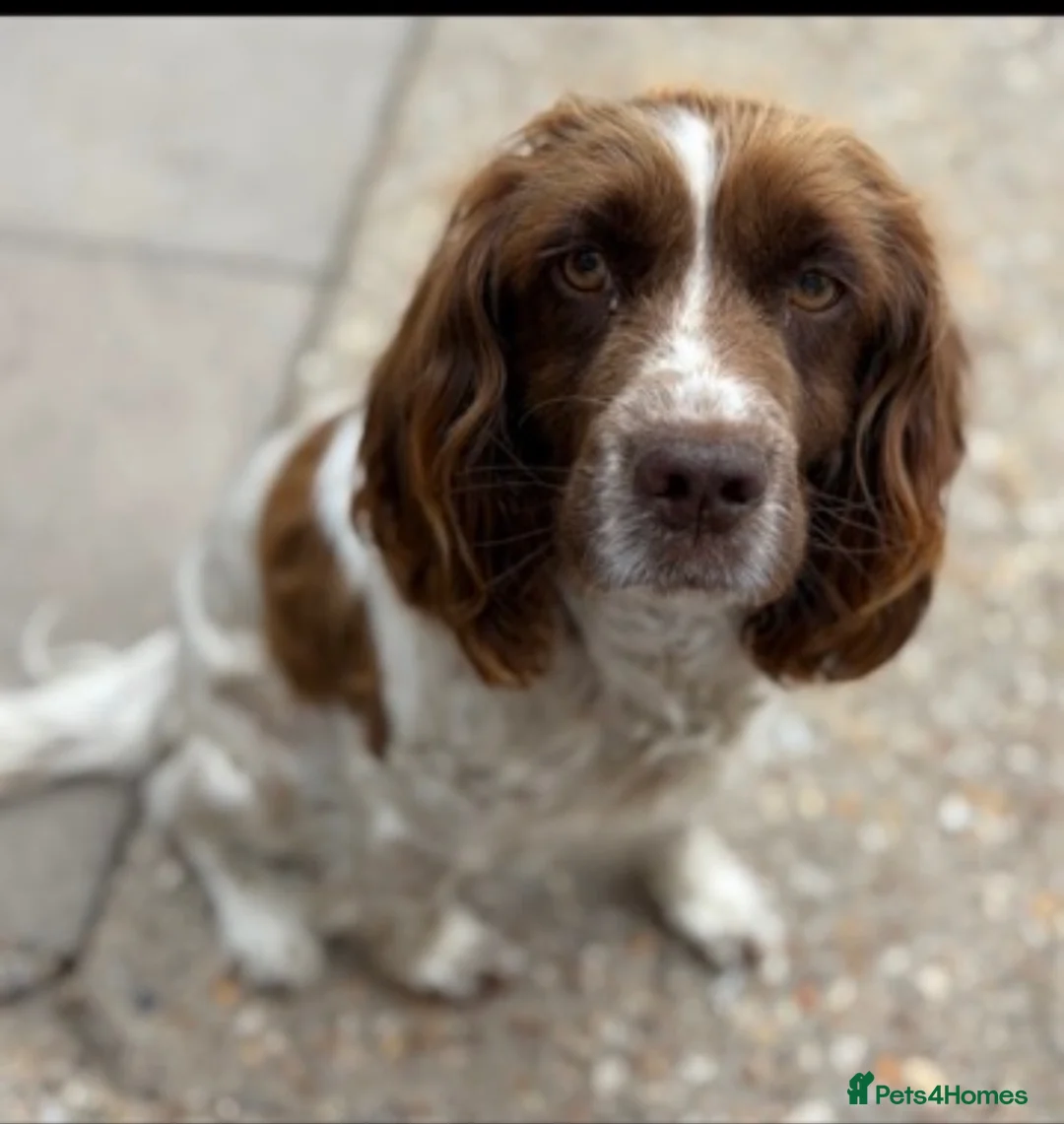 Sprocker dogs for sale: Sprocker spaniel puppies 1 girls left READY TO GO  - Advert 8