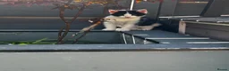 Persian cats for sale: Kitten - Advert 5
