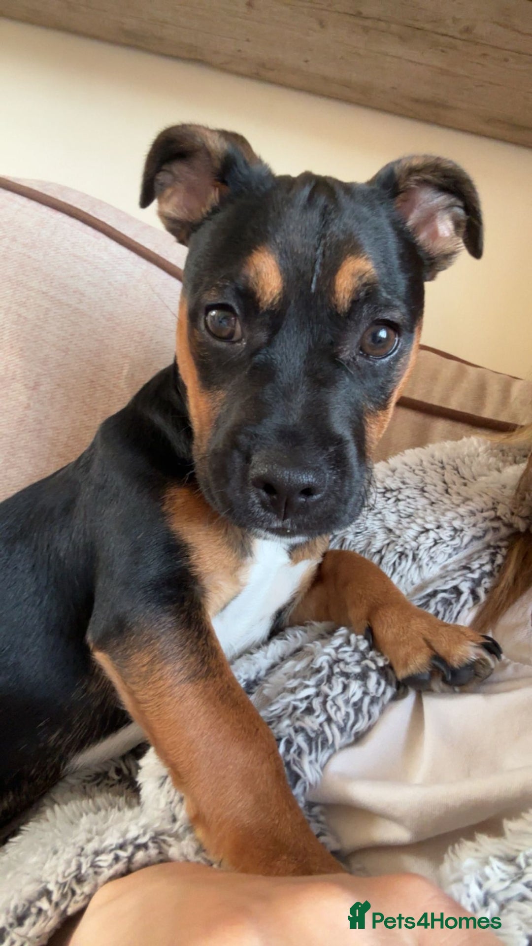 Mixed Breed dogs for sale: Jack x Frenchie  - Advert 2