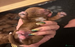 Cavapoo dogs for sale: Cavapoo F1B - Advert 10