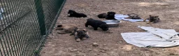 German Shepherd dogs for sale: Flat backed, German Shepherd puppies, DNA DM clear - Advert 10