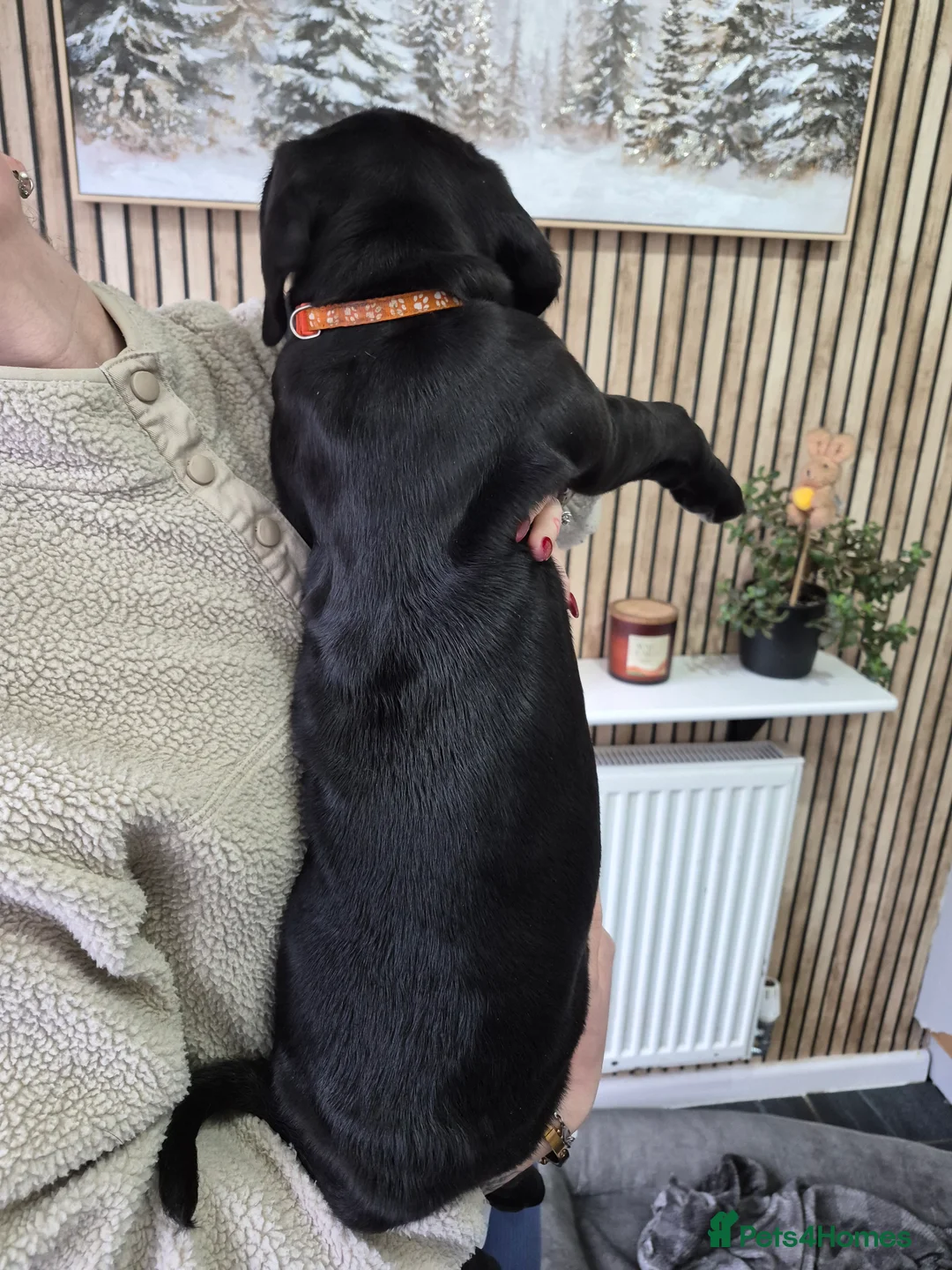 Cane Corso dogs for sale: ***REDUCED*** Cane Corso pups - Advert 5