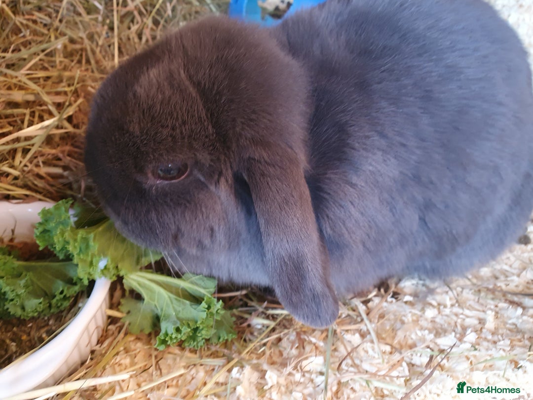 Mini Lop rabbits for sale: Spayed and neutered rabbits for adoption  - Advert 4