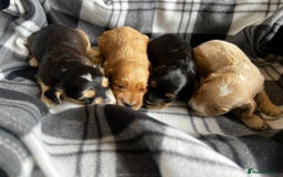 Cockapoo dogs for sale: Show cockapoos  - Image 14
