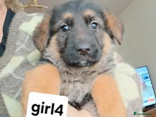 German Shepherd dogs German shepard pups - Advert 4