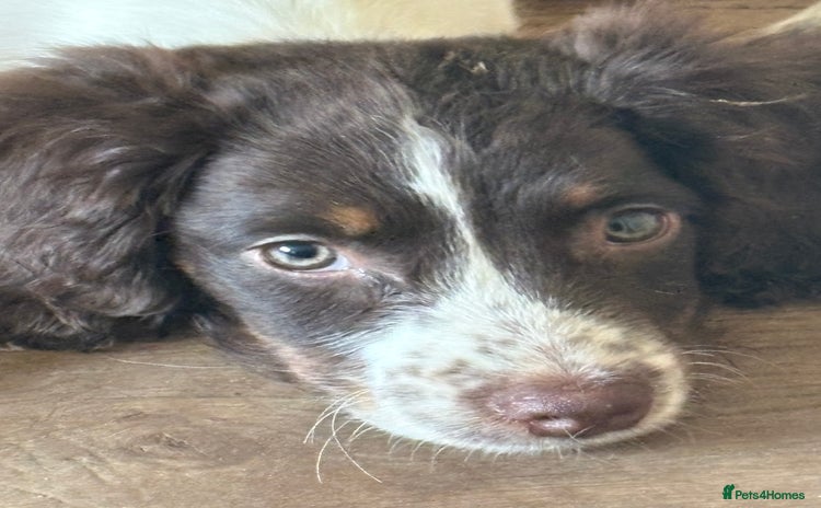 Sprocker dogs - Advert 1