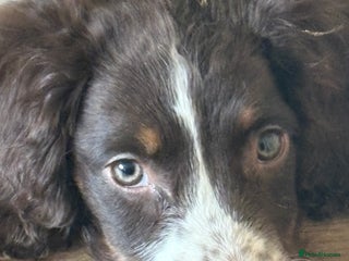 Sprocker dogs for sale - Advert 1