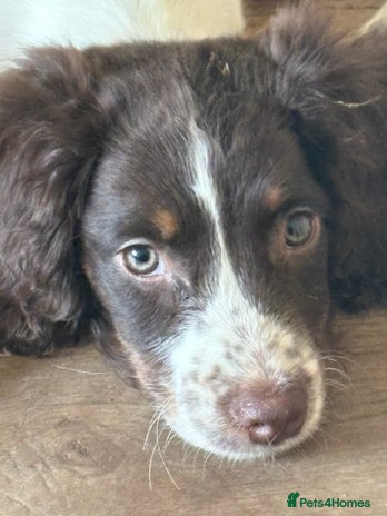 Sprocker dogs - Advert 1