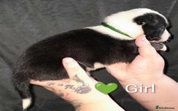 Mixed Breed dogs for sale: American Bulldog x Siberian Husky - Image 21