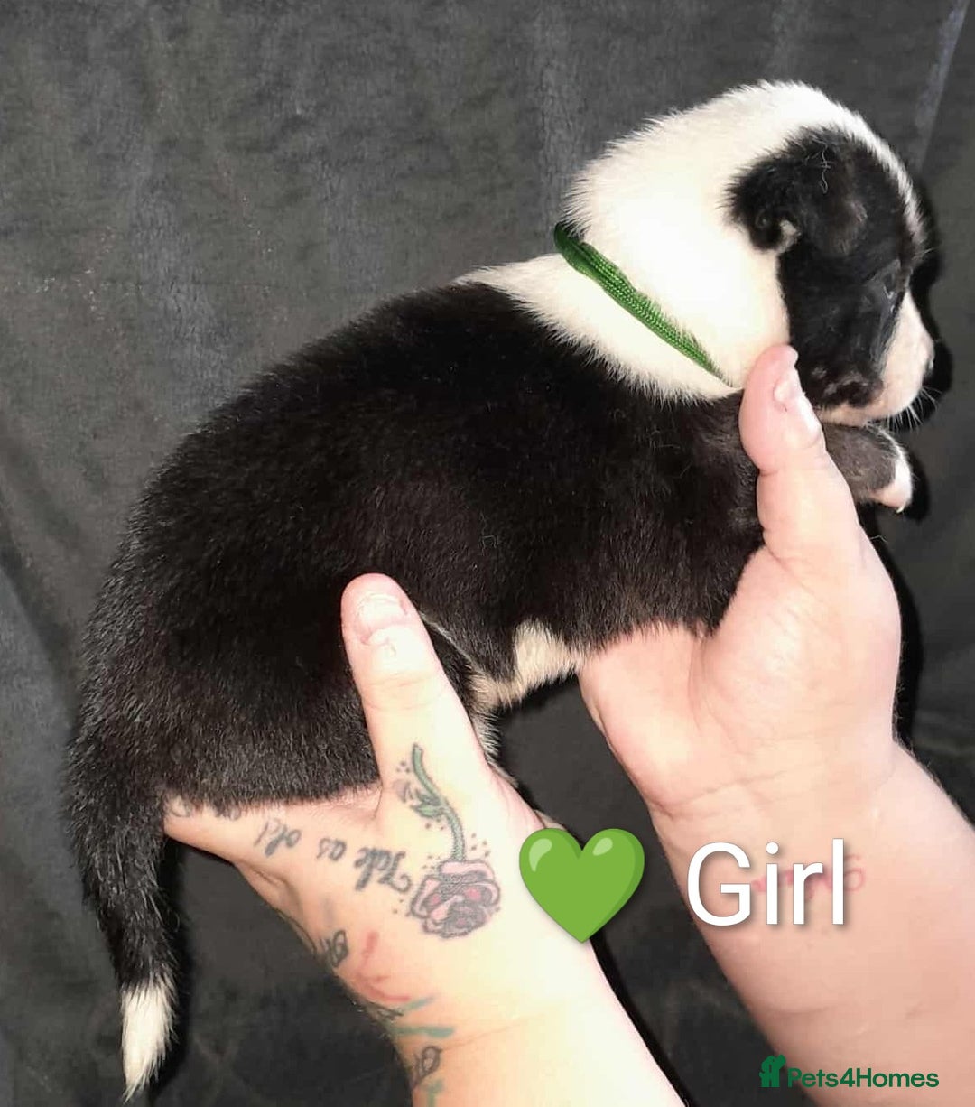Mixed Breed dogs for sale: American Bulldog x Siberian Husky - Image 21