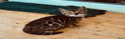 Bengal cats for sale: GCCF Registered Bengal in Market Drayton - Advert 10