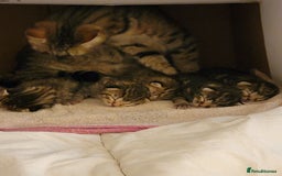Mixed Breed cats for sale: Kittens ready now - Image 10