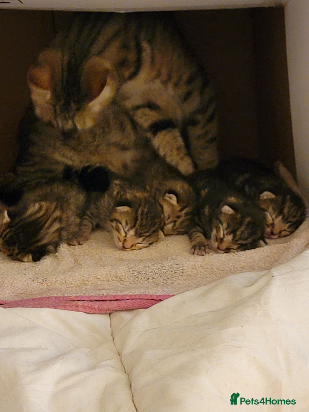 Mixed Breed cats for sale: Kittens ready now - Image 10