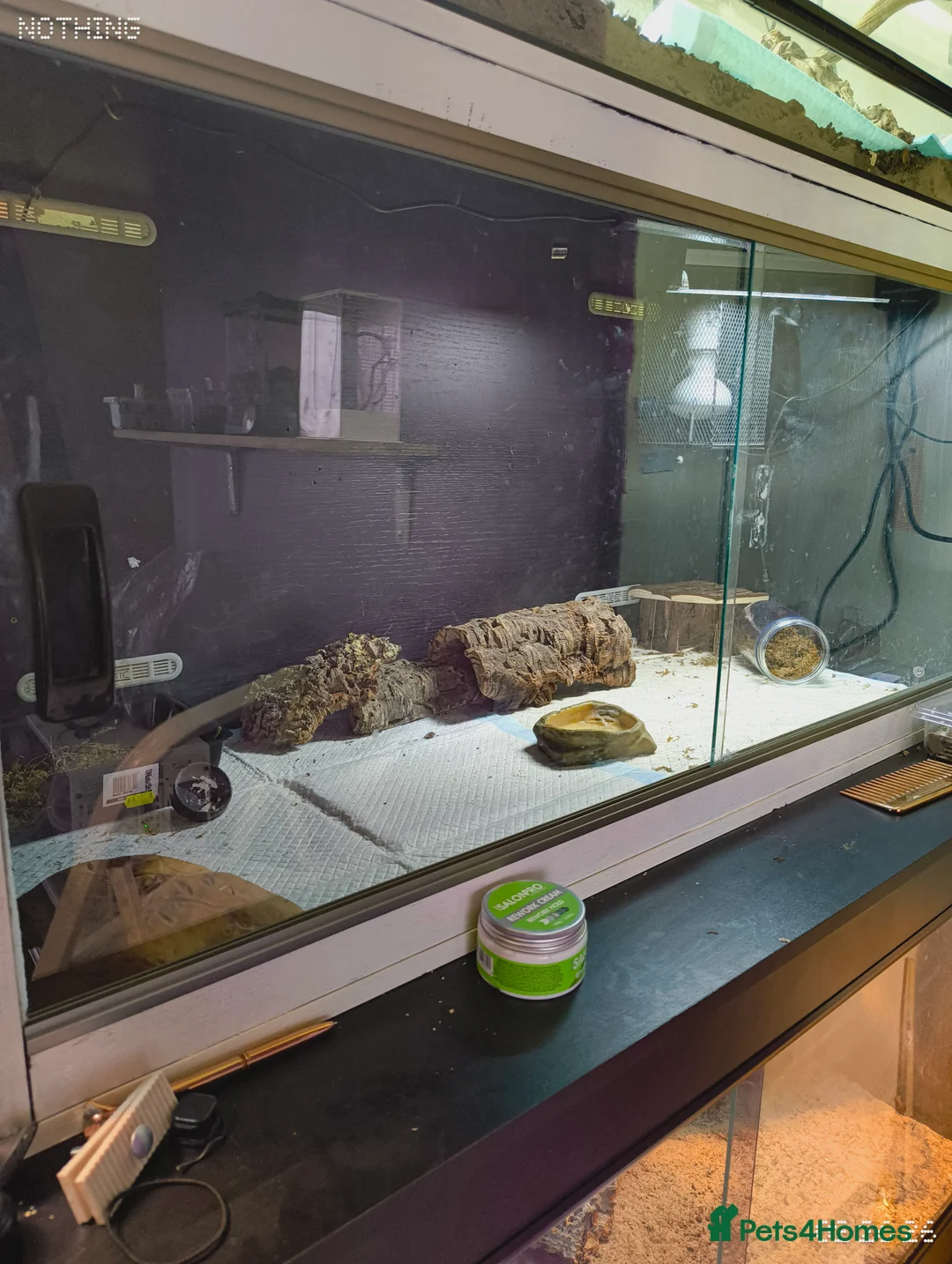 Gecko reptiles for sale: Female juvenile gecko full set up included - Advert 2