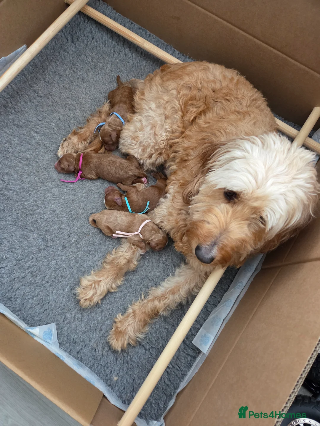 Mini Goldendoodle dogs for sale: Red and white tuxedo F1b miniature goldendoodles  in Harlech - Advert 4