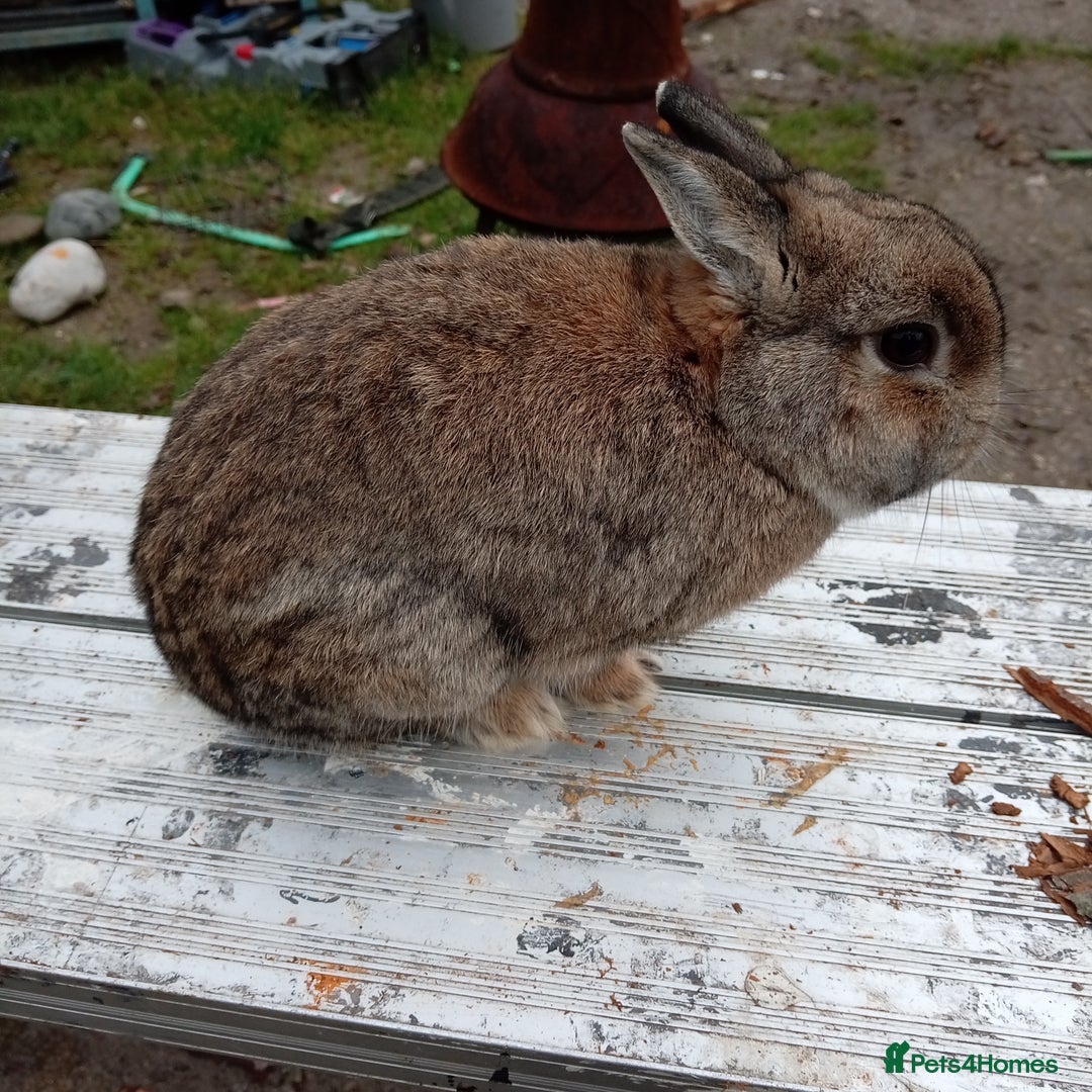 Netherland Dwarf rabbits for sale: Netherland dwarf  - Advert 5