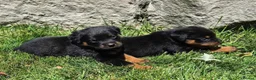Rottweiler dogs for sale: Perfect Rotties pups for cute families/persons - Advert 4