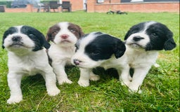 English Springer Spaniel dogs for sale: Beautiful litter of Springer spaniel puppies - Image 1