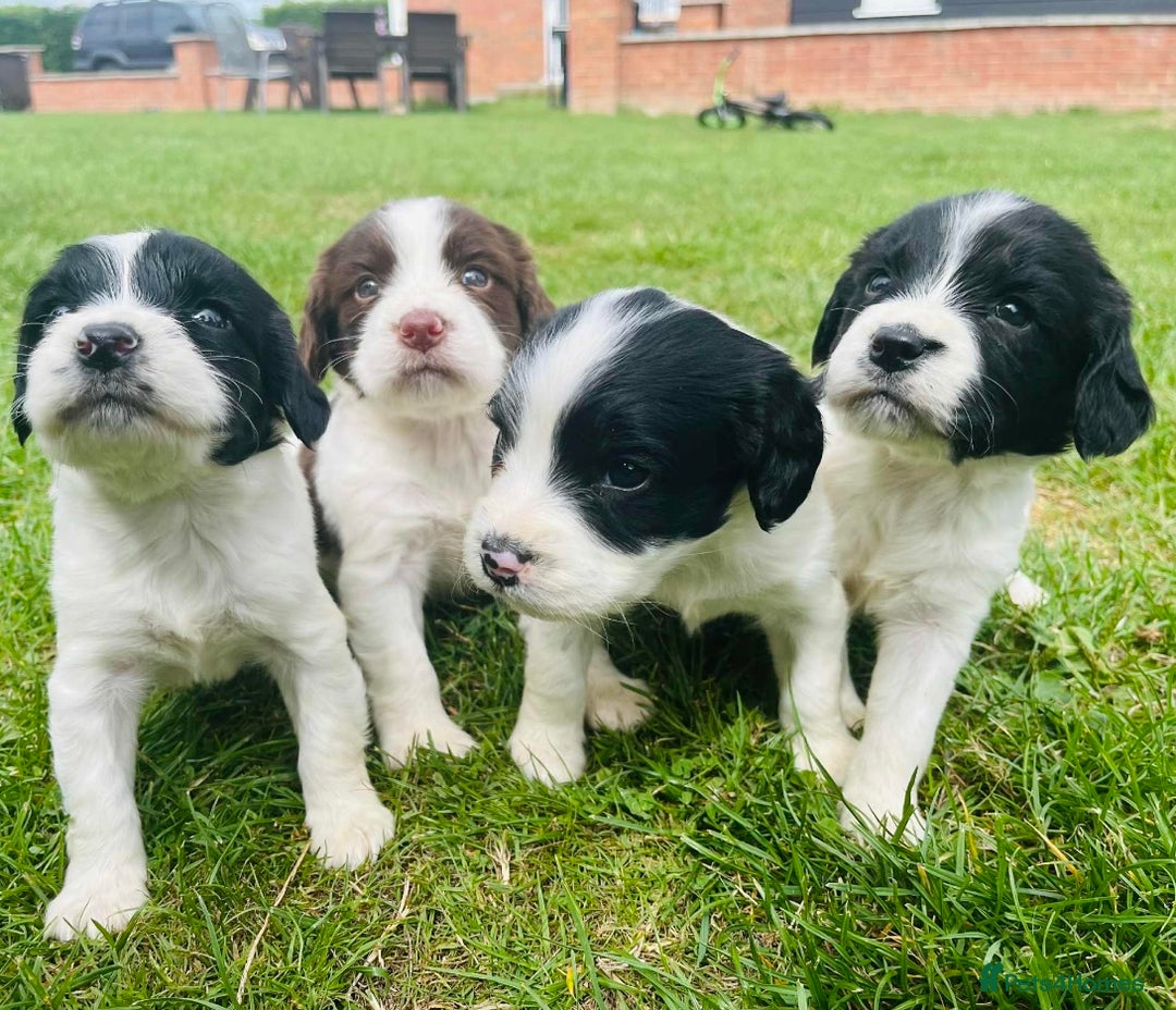 English Springer Spaniel dogs for sale: Beautiful litter of Springer spaniel puppies - Image 1