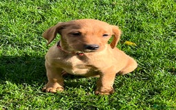 Labrador Retriever dogs for sale: FANTASTIC LITTER FOX RED LABRADOR PUPPIES  - Image 7