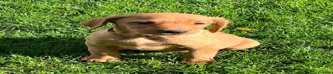 Labrador Retriever Puppy 3