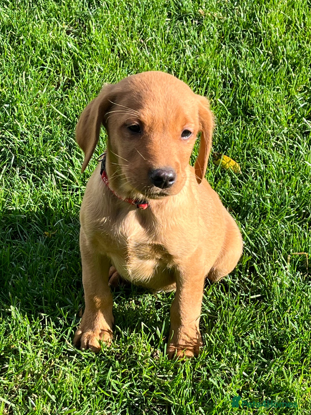 Labrador Retriever dogs for sale: FANTASTIC LITTER FOX RED LABRADOR PUPPIES  - Image 7