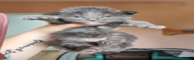 Marcella TitaniumCat 