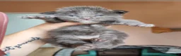 Maine Coon cats for sale: Pure Maine coons kittens ❤️❤️  - Advert 6