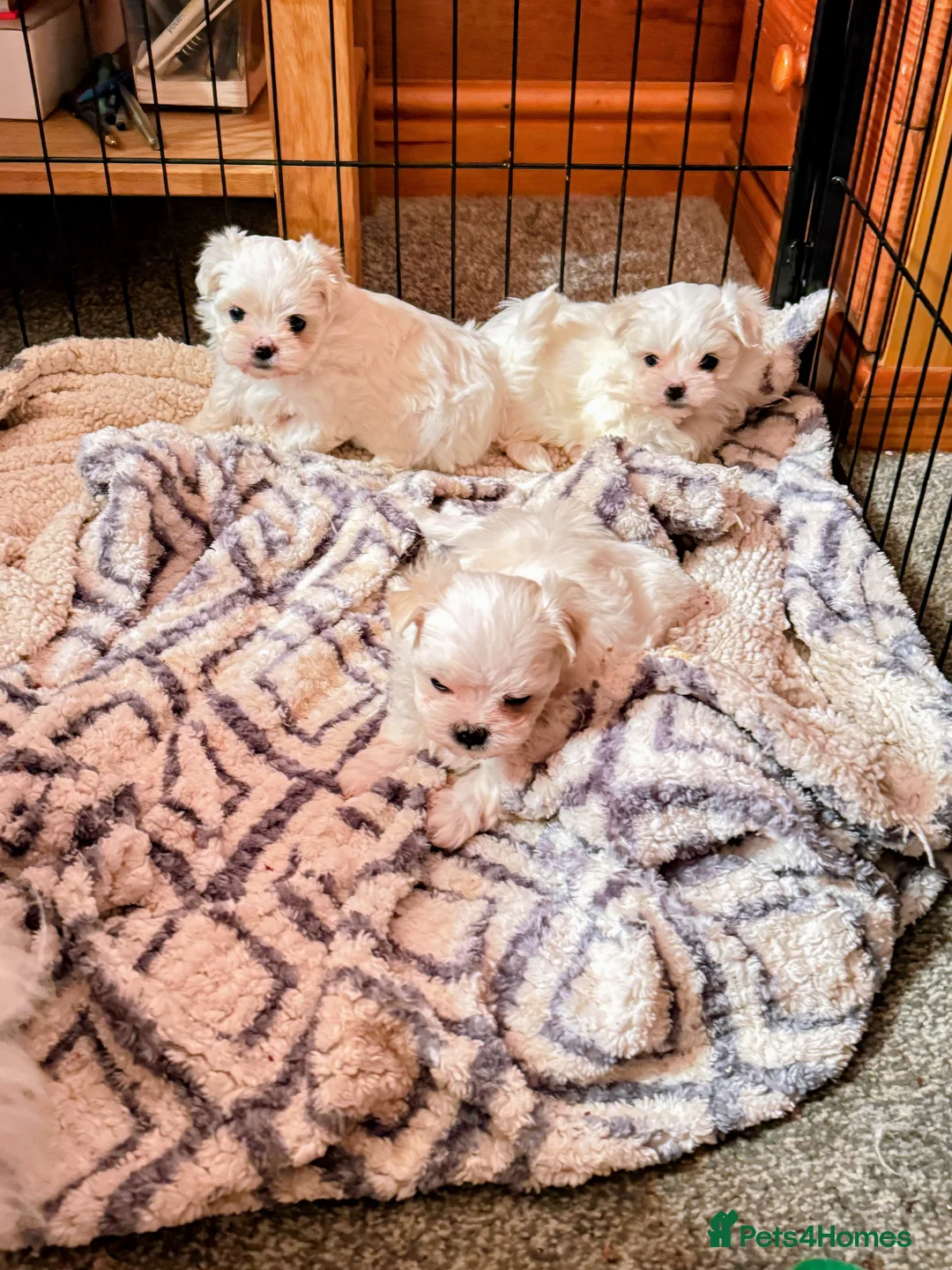 Maltese dogs for sale: Korean Maltese puppy’s available  - Advert 7