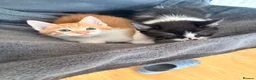 Mixed Breed cats for sale: 2 male kittens available now £100 - Advert 3