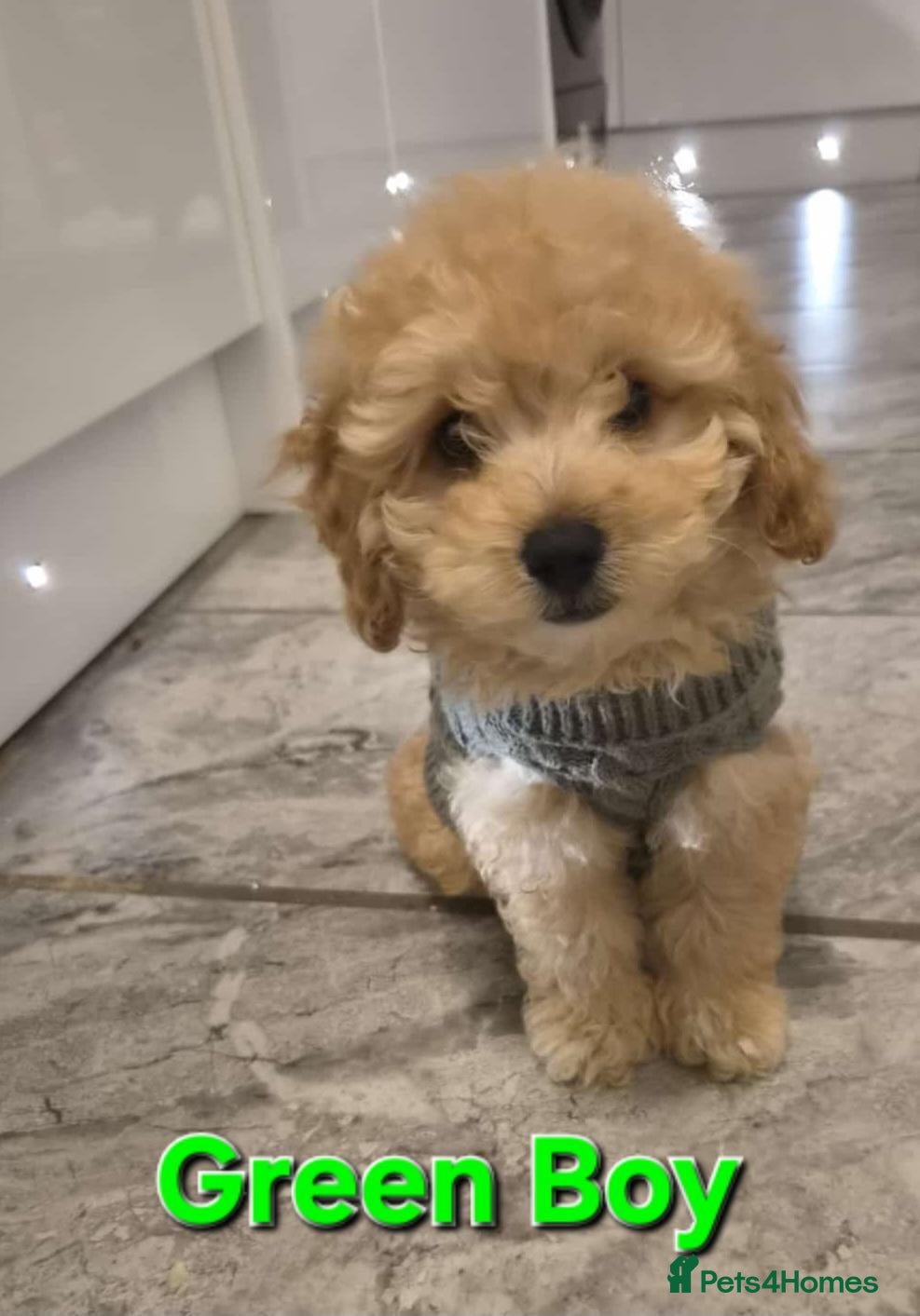 Maltipoo dogs 🐶2 left adorable maltipoo pups🐶ready to leave🐶 - Advert 9